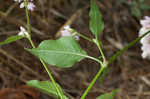 Pennsylvania smartweed